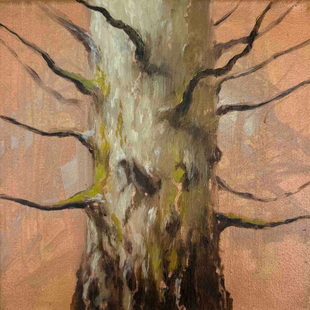 Betula