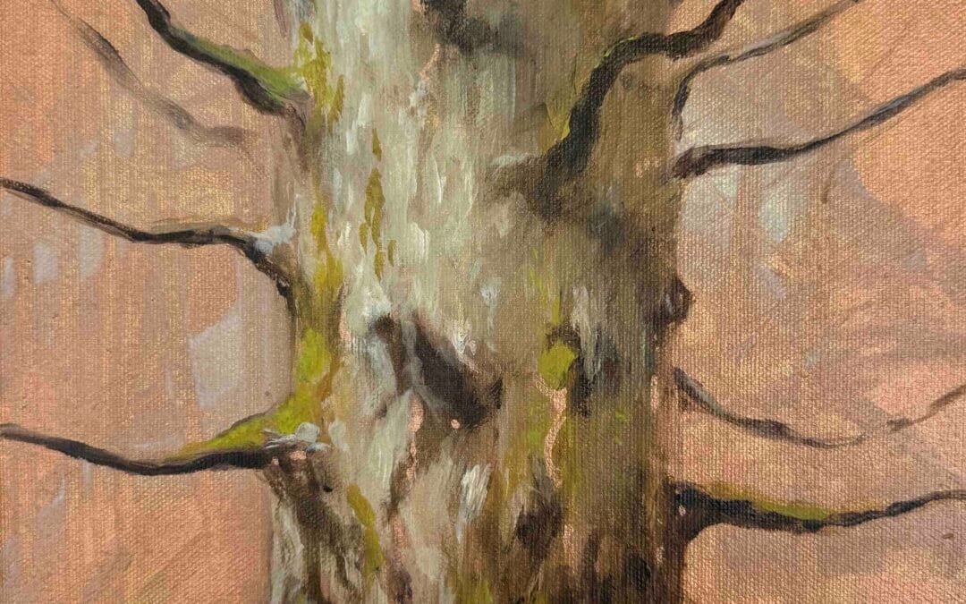 Betula